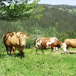 בית נופש With 3 Bedrooms Waldenstein (Wolfsberg)