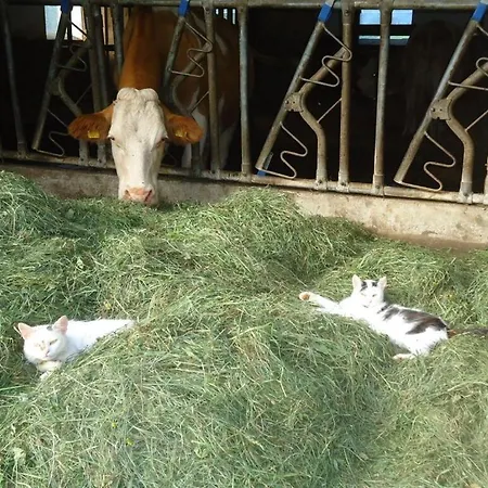 With 3 Bedrooms *